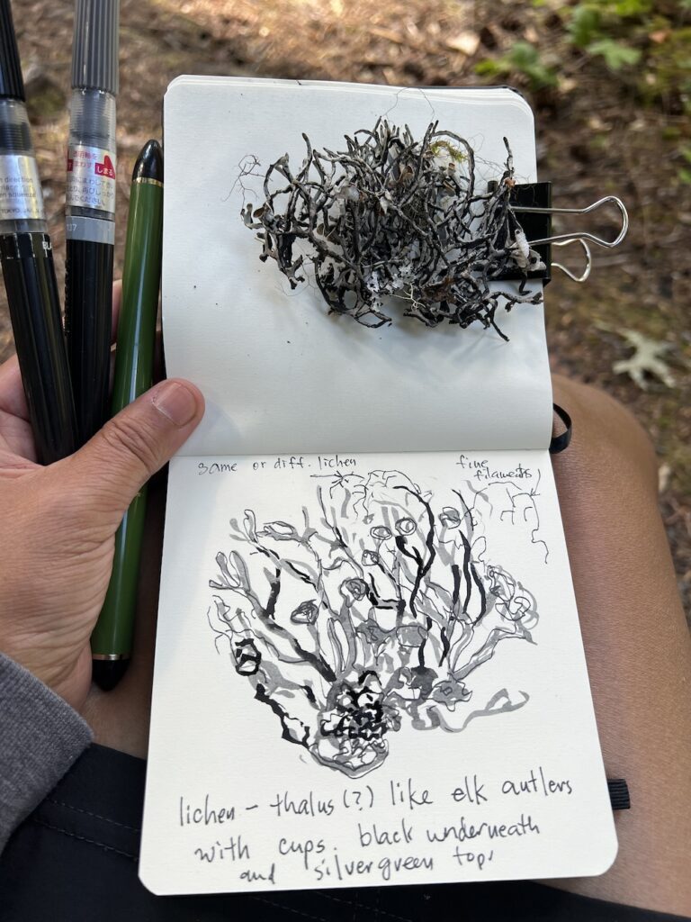 Nature journaling